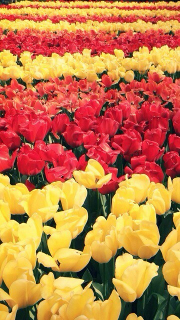 繁花似锦 唯美郁金香高清手机壁纸