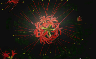 曼珠沙华是开在冥界的一种花,也叫彼岸花.