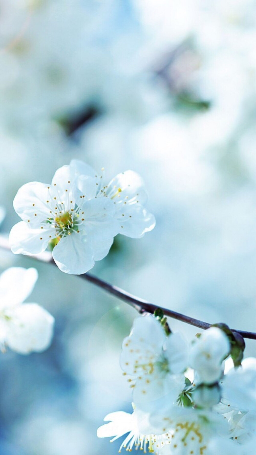 美景 鲜花 清新 摄影 田园 绿色 自然 淡雅 风景名胜 壁纸 素材 锁屏