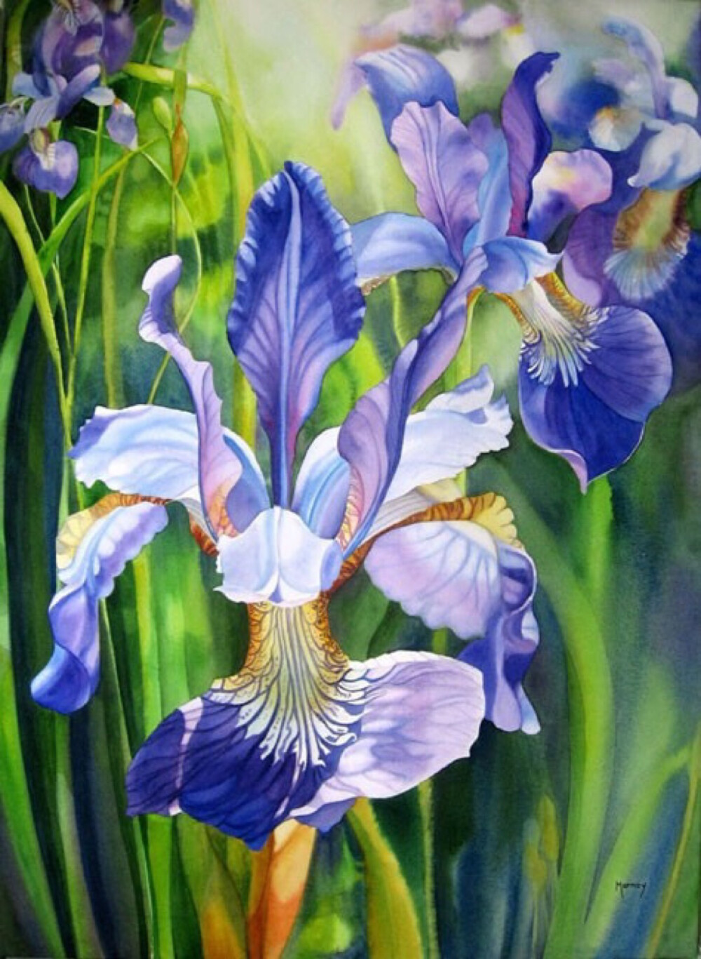 加拿大女画家marney ward水彩花卉欣赏