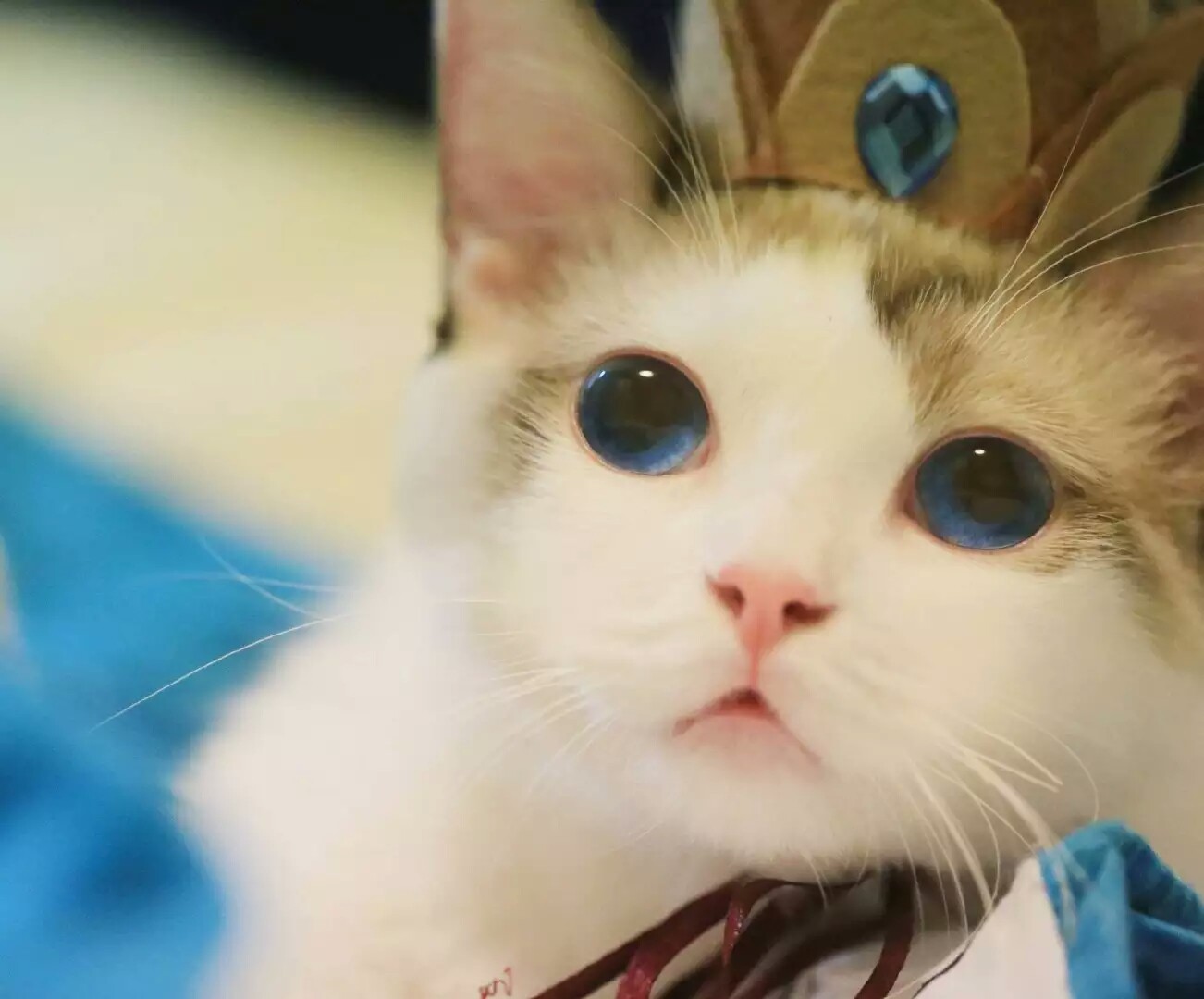 一个蠢萌的大圣 via:郭斯特 超可爱的小猫
