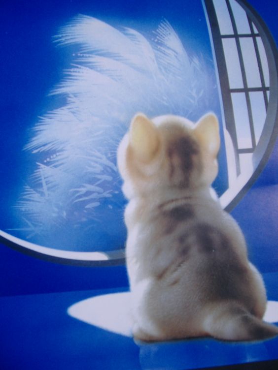 村松诚笔下的可爱猫咪
