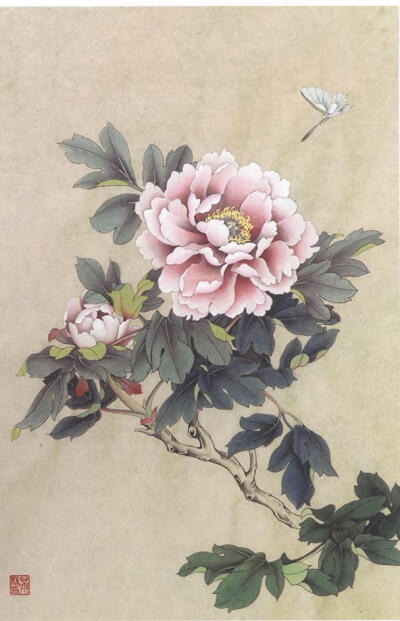 清朝国花图片