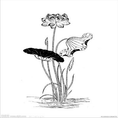 荷花