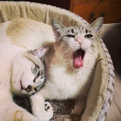 小萌猫打哈欠qq头像