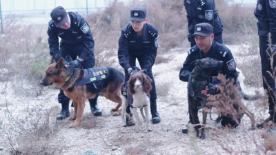 警花与警犬 电视剧 截图