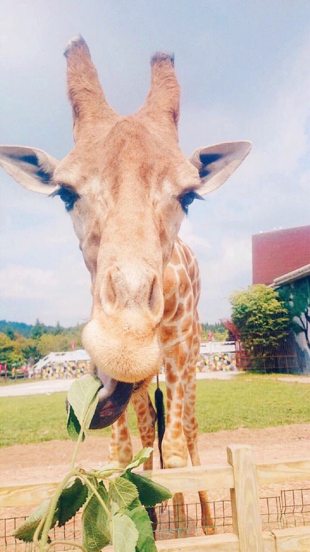 长颈鹿 - 堆糖,美图壁纸兴趣社区