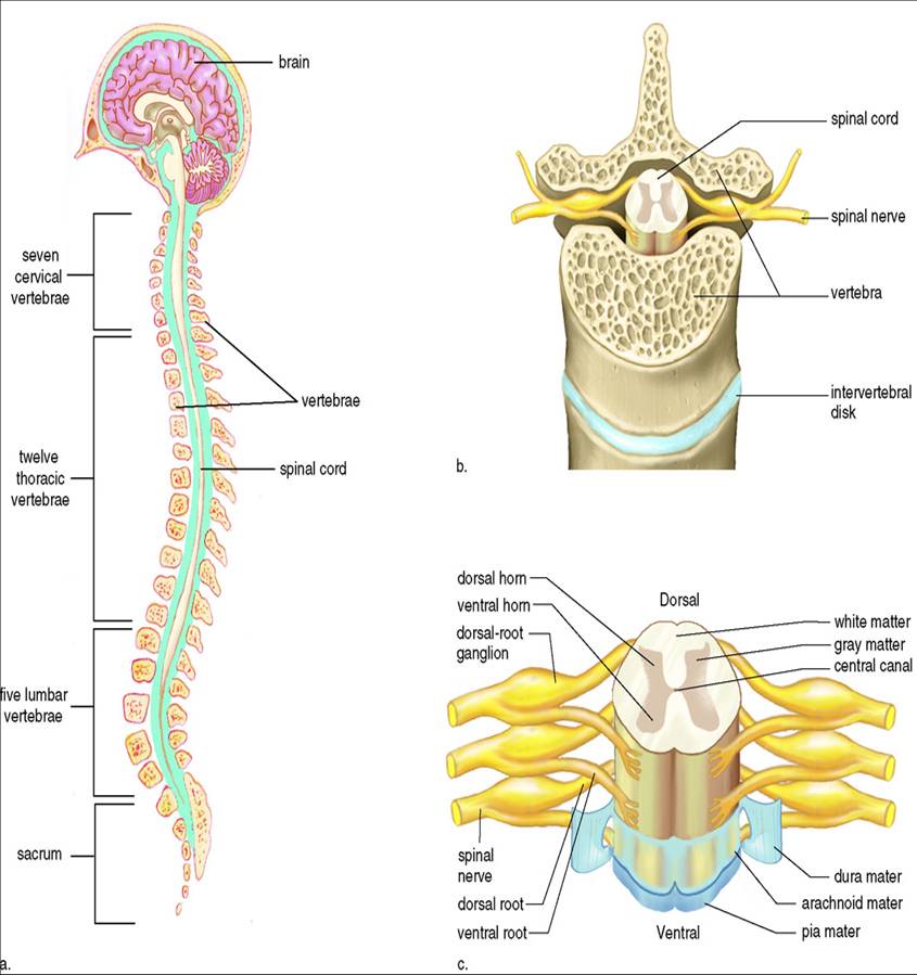 脊髓结构模式图图片