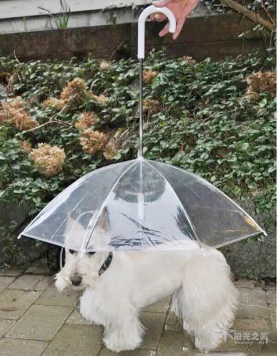 世界上最奇葩的伞图片