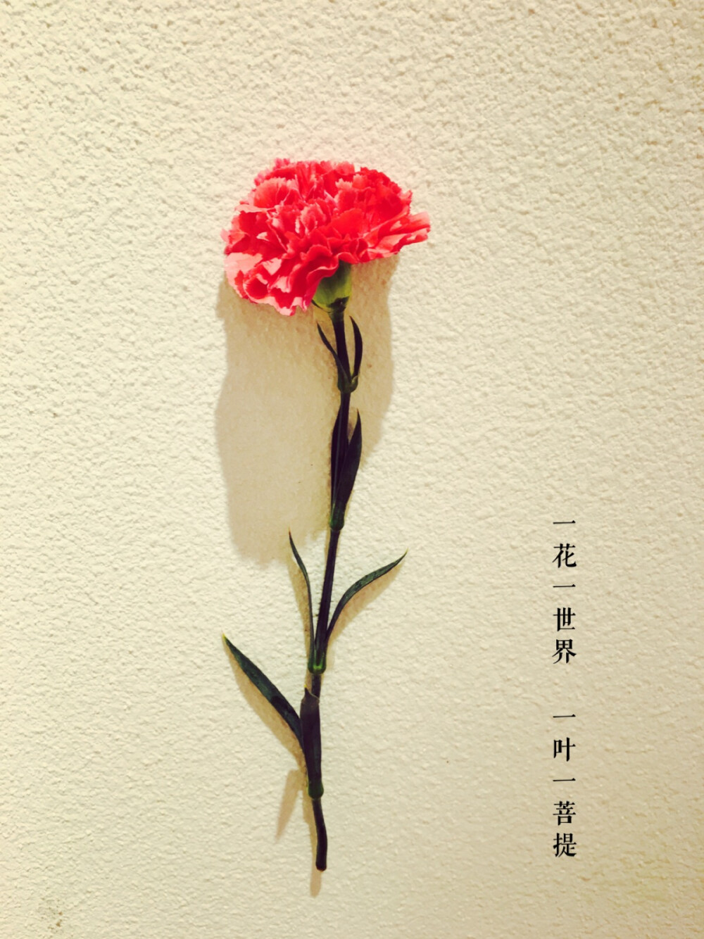 一花一世界一叶一菩提