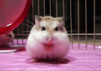 仓鼠吐舌头的gif图片