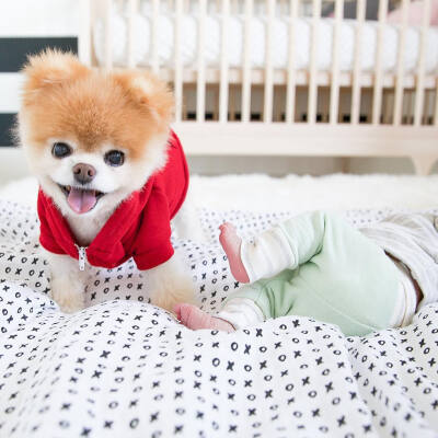 萌萌哒 小狗 可爱 宠物 ins:buddyboowaggytails