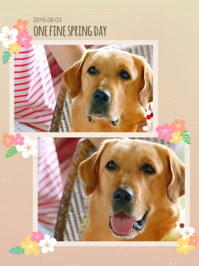 神犬小七q