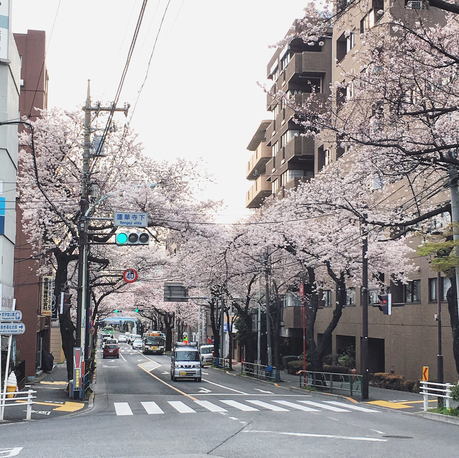 日本樱花街道唯美图片