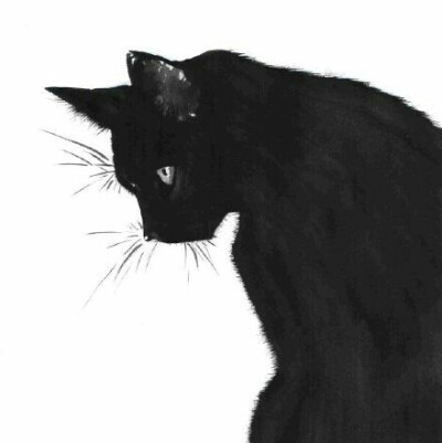头像 黑猫 手绘 插画
