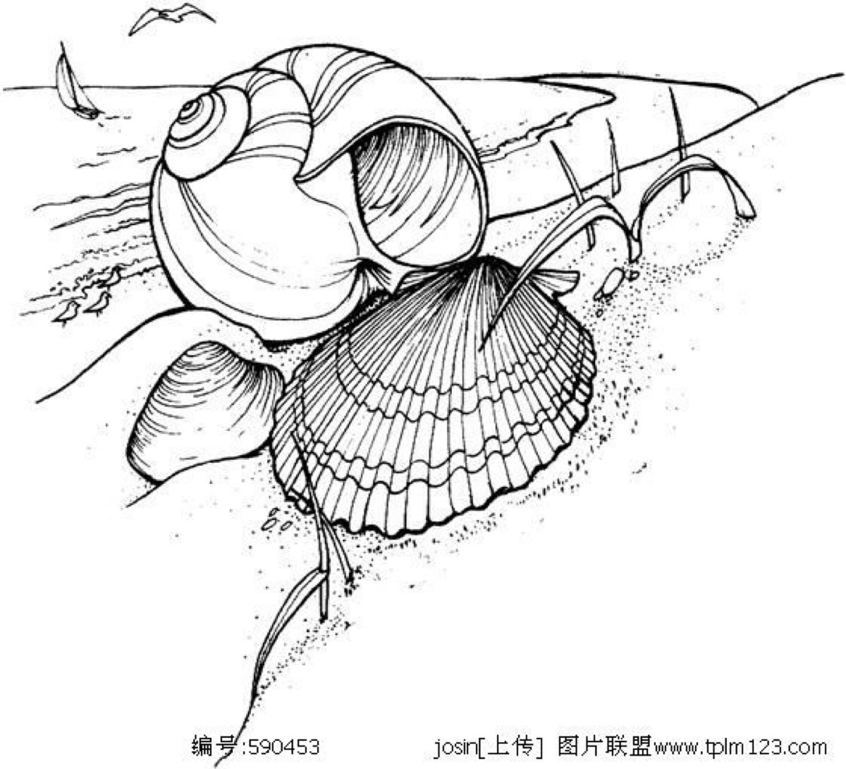 海螺黑白线描画图片