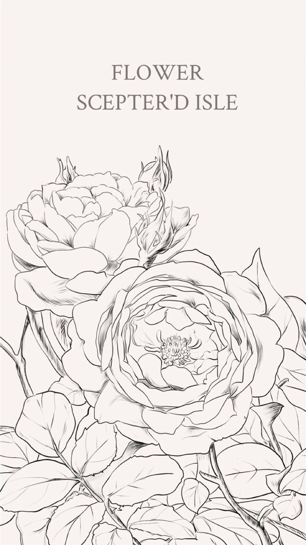 线条感花朵壁纸锁屏