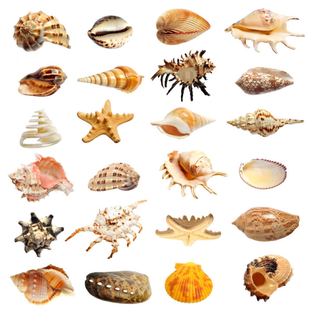 海南海螺图鉴图片