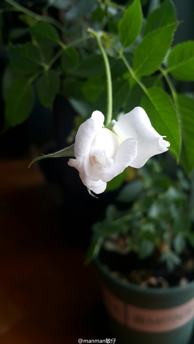 纯洁