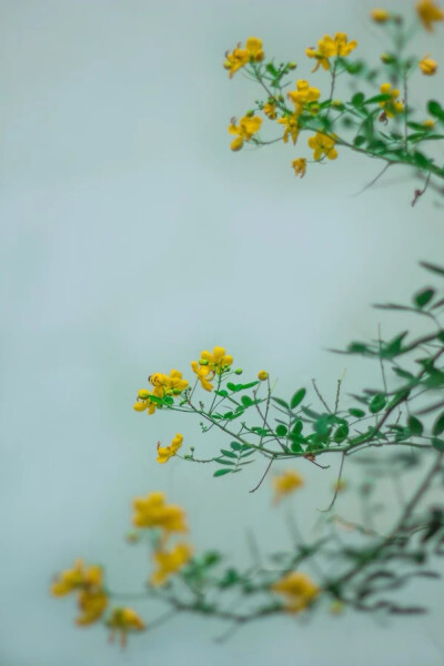 清新一片