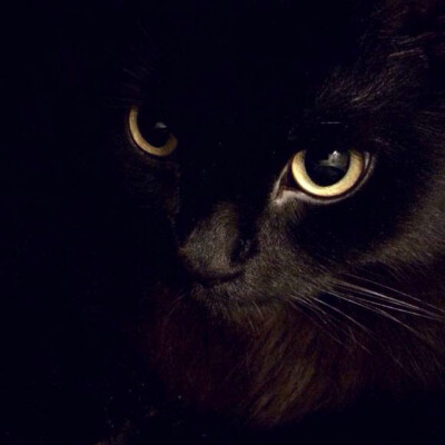 碧瞳 黑猫 萌宠 猫眼 星空 cat