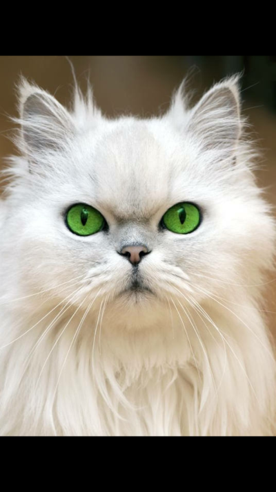 绿玉波斯猫图片