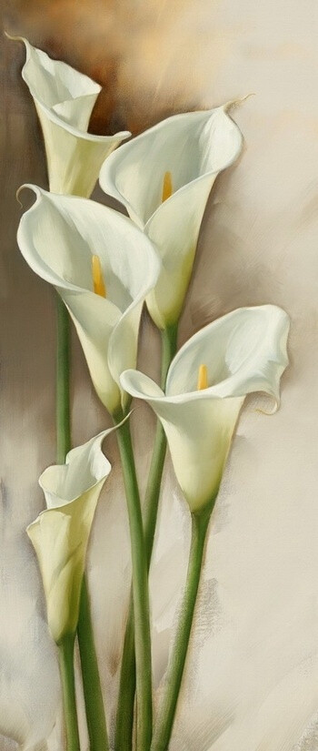 马蹄莲zantedeschia