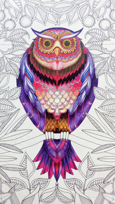 猫头鹰的画法颜色图片