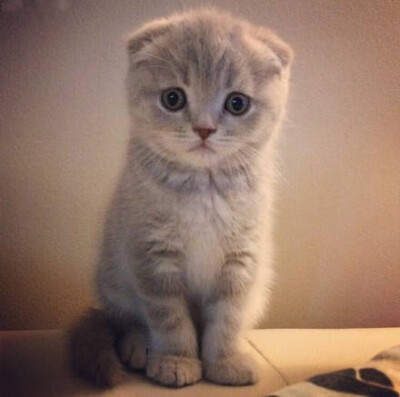 折耳猫和我