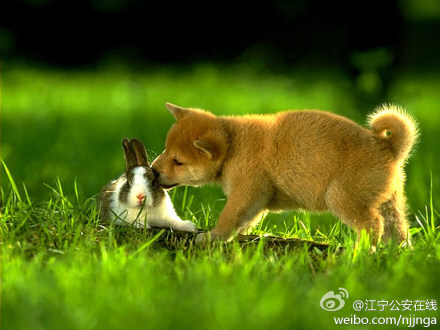 兔子和狗 手机壁纸图片