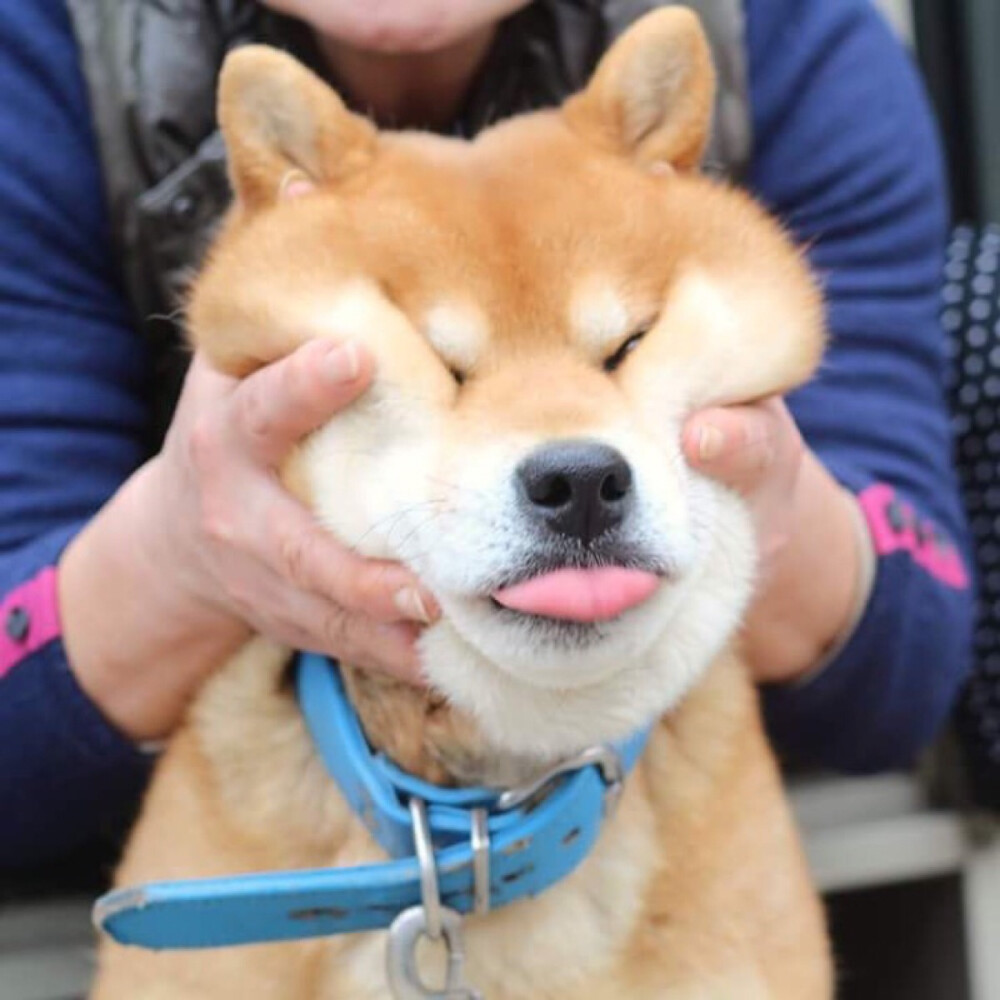 柴犬insryuji513