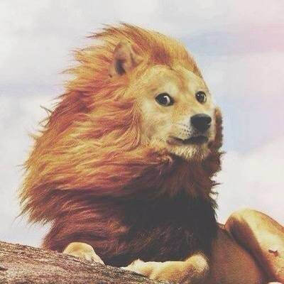 【doge】神烦狗:我不是狮子,但是我有成为狮子的理