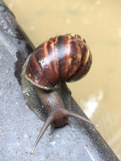 蜗牛