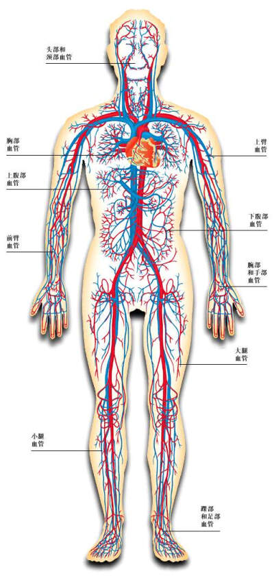 人体血量图片