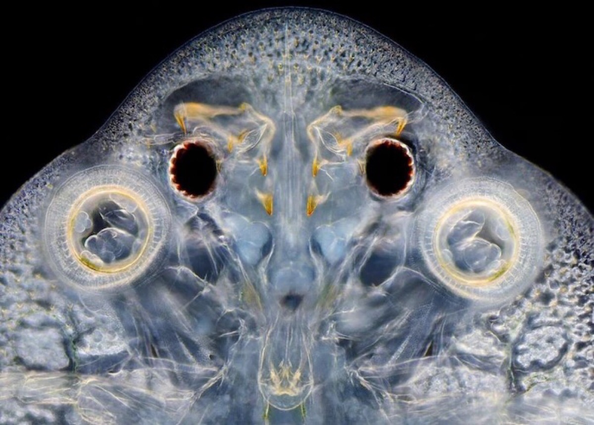 小拟哲水蚤图片