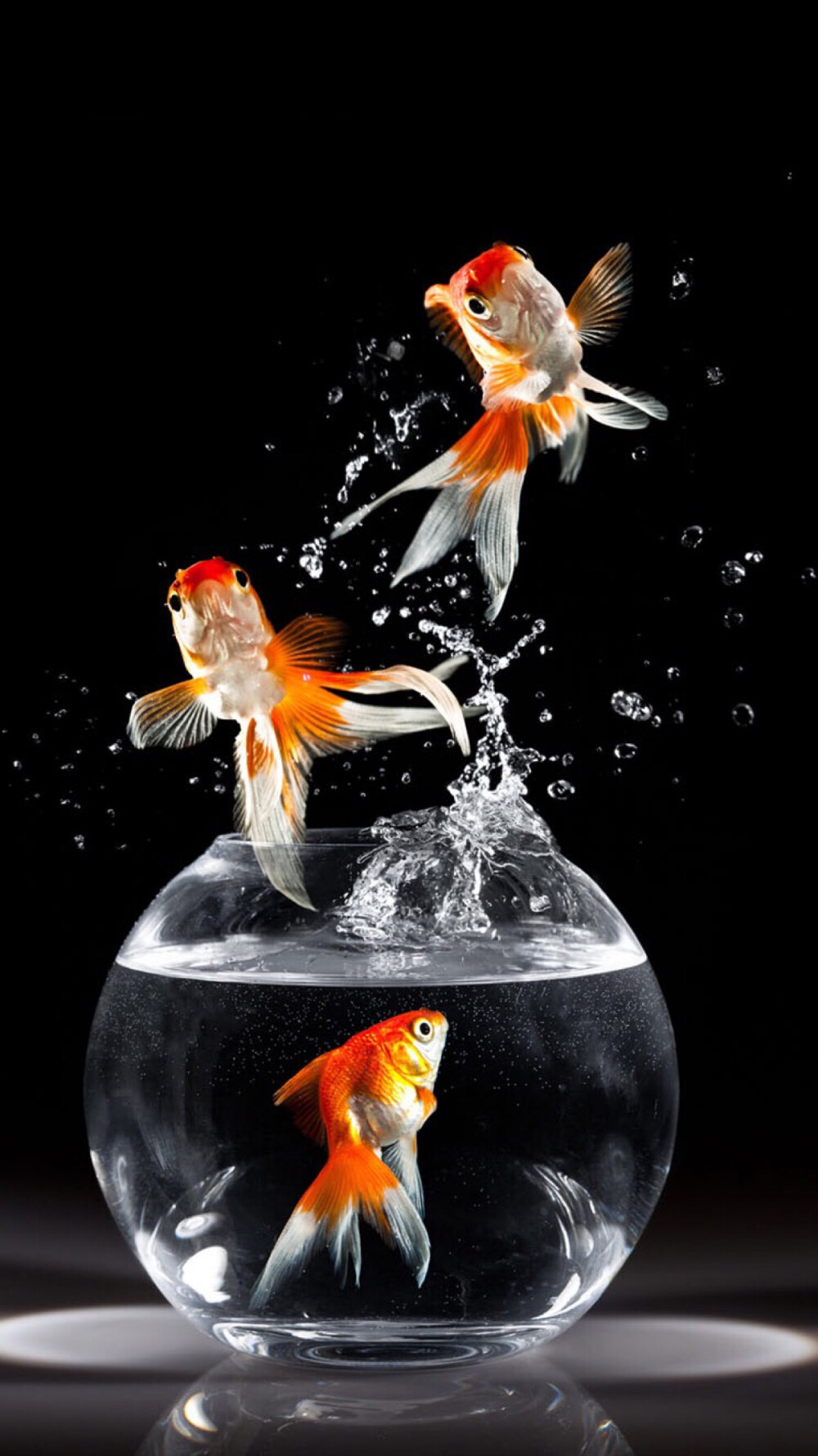 金鱼- 堆糖,美图壁纸兴趣社区