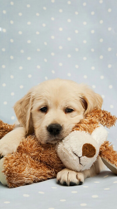 0 48 uiik  发布到  汪 图片评论 0条  收集   点赞  评论  萌宠 狗狗