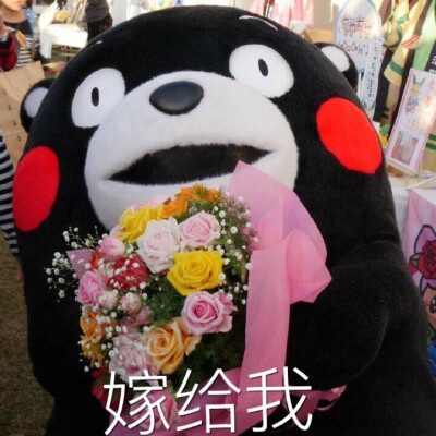 嫁给我熊本熊表情包