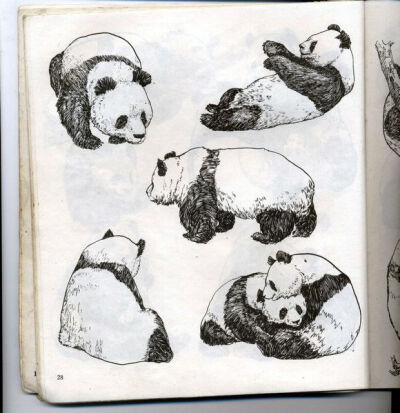 熊猫绘画柳叶笔图片