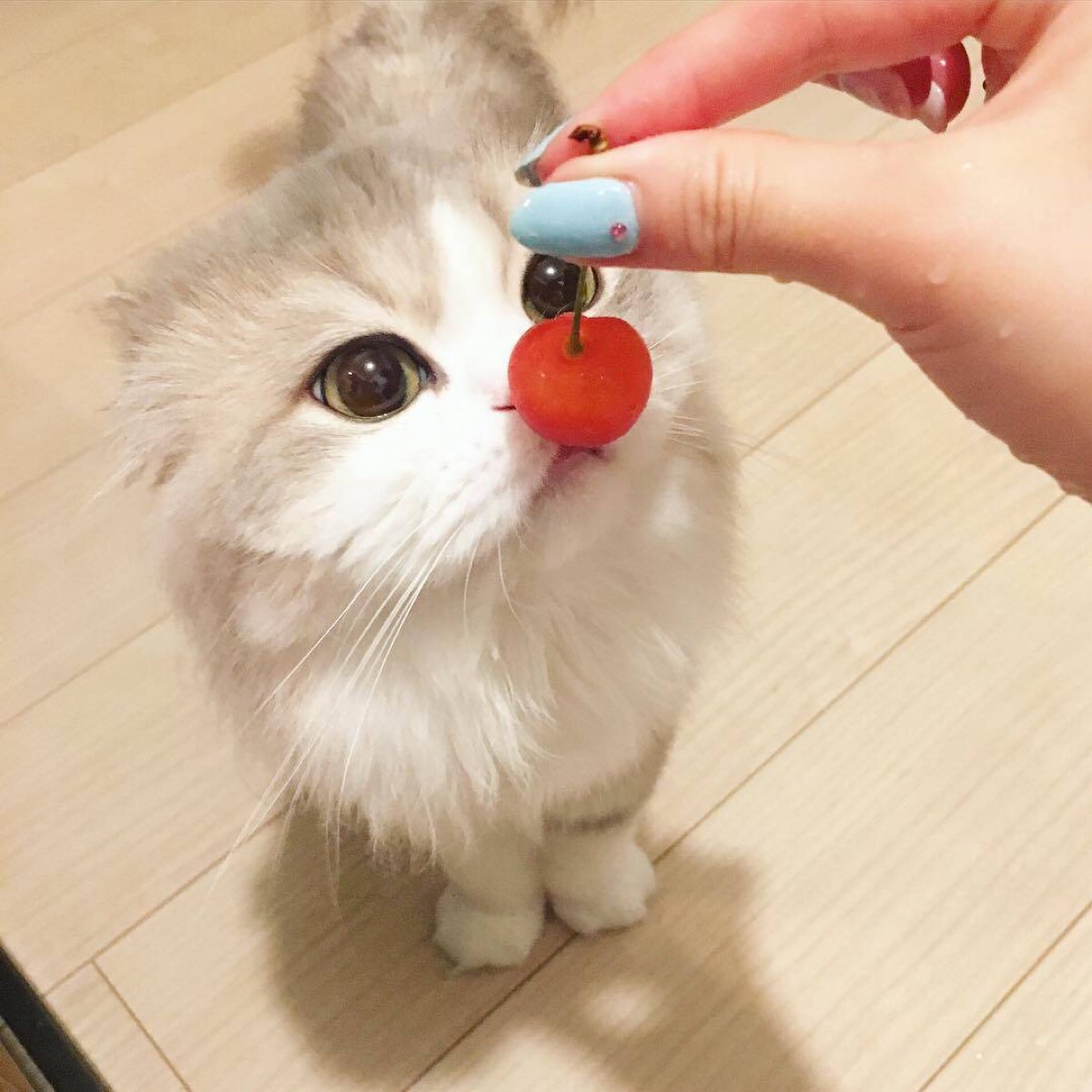 喵酱小仙女 猫咪