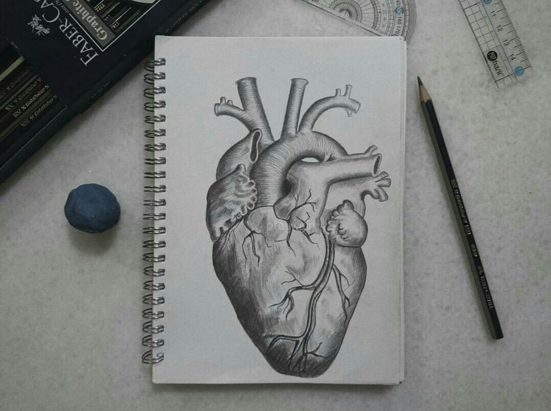 心脏解剖图手绘素描图片