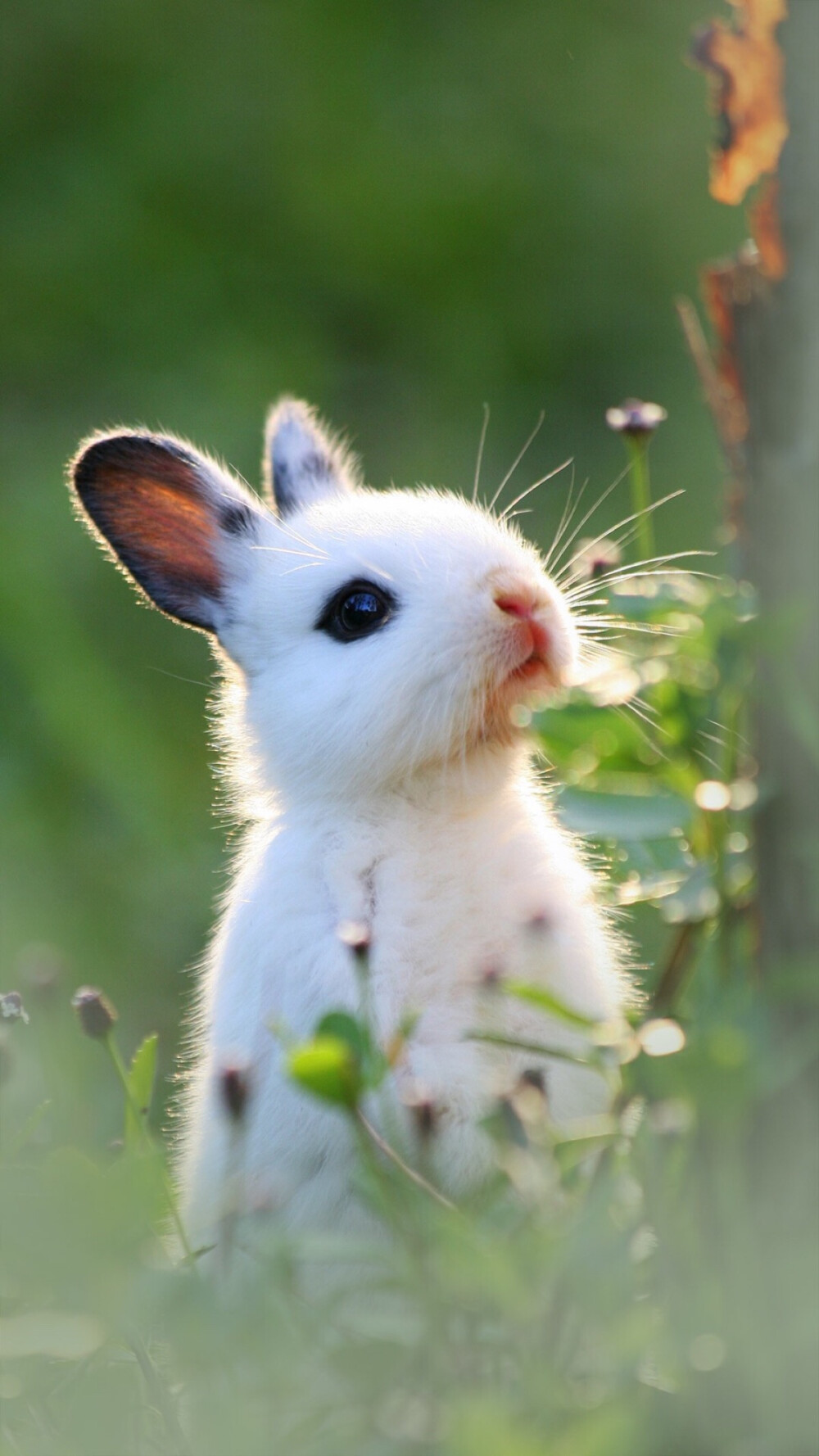 兔子7 