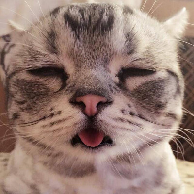 虎斑猫 