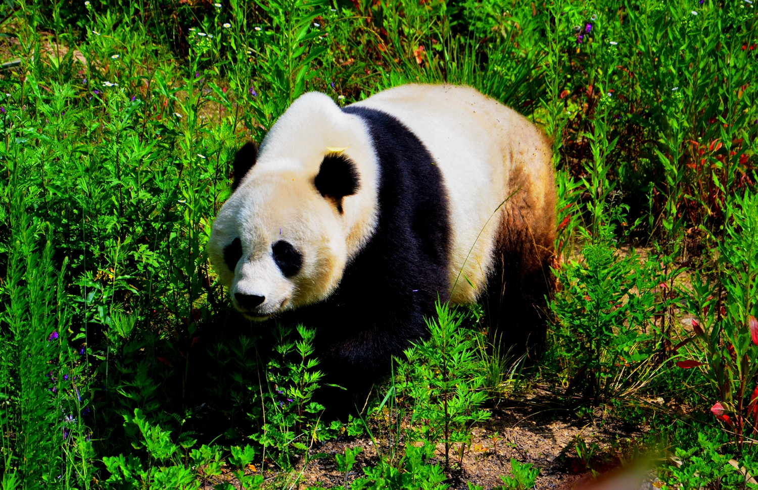 甘肃野生大熊猫图片
