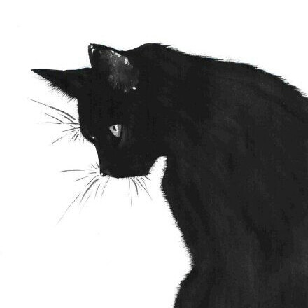 黑猫图片大全可爱头像图片
