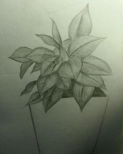 素描画简单易画 植物图片