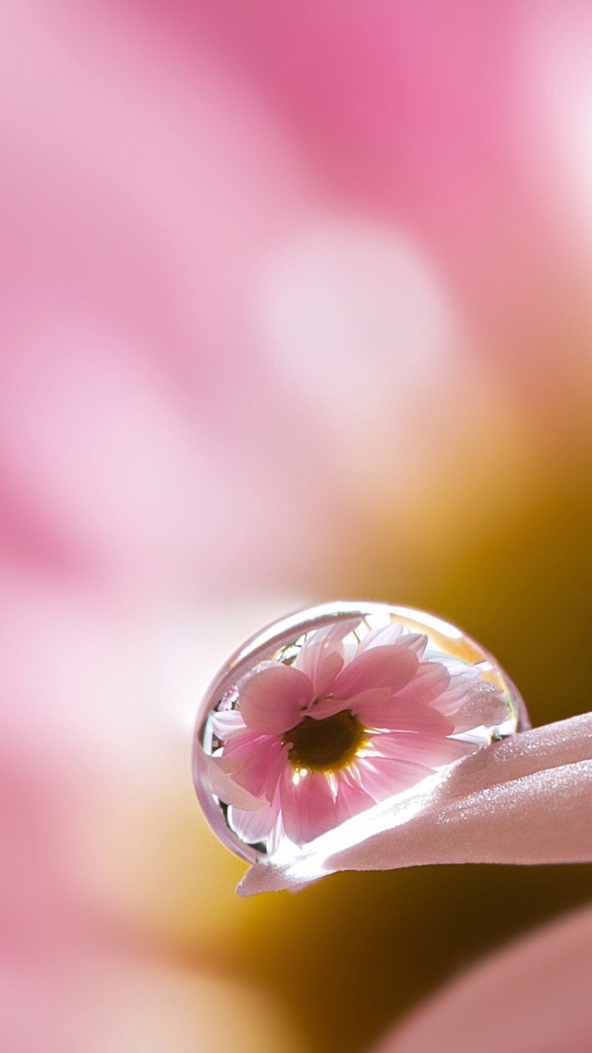 清新 摄影 田园 绿色 自然 淡雅 风景名胜 壁纸 素材 锁屏 屏保 高清