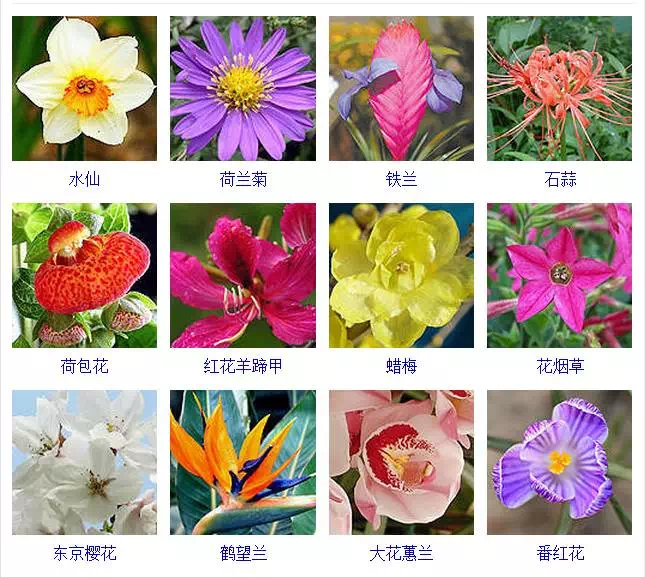 各种花卉名称图片