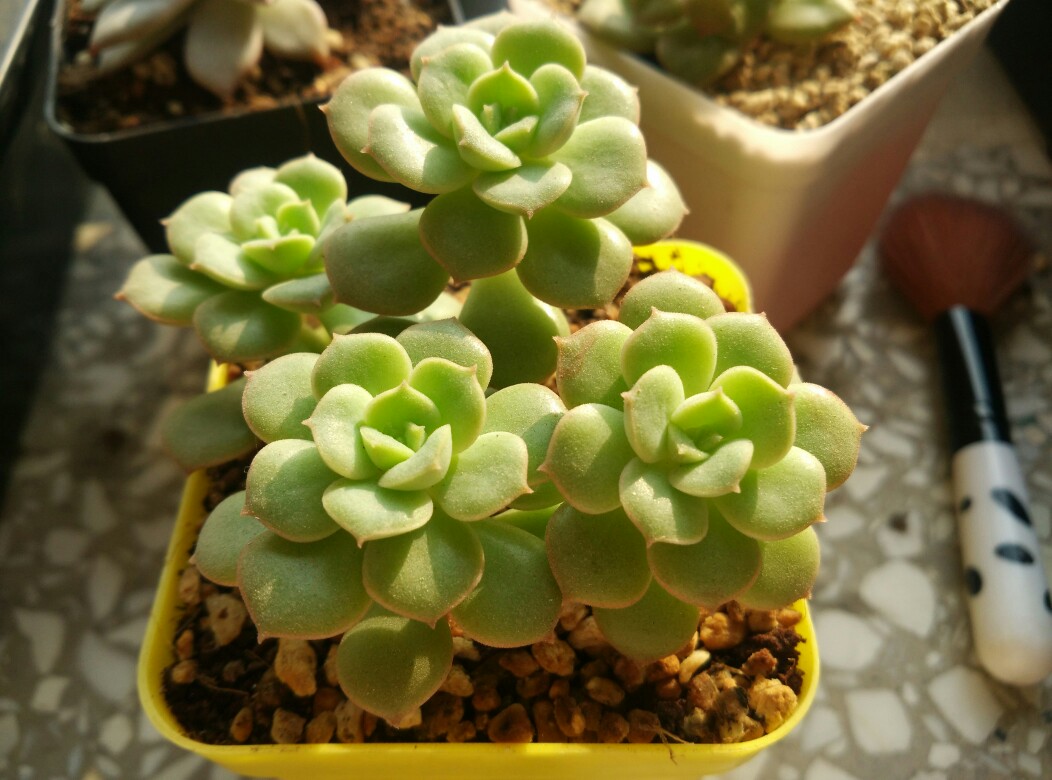 妮可莎娜四头的状态还挺好一个月前还徒成狗的样子瞬间变美没商量