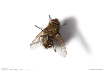 其实苍蝇也是蛮可爱的,是吧!我认为咯.